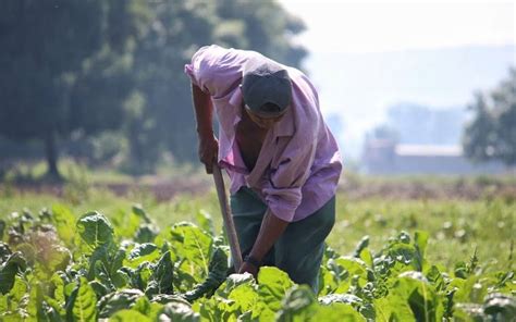 Agricultores Desplazados Por Violencia En Michoac N Vuelven A Sus