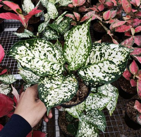 Aglonema Dut White Remaja Daun Lazada Indonesia