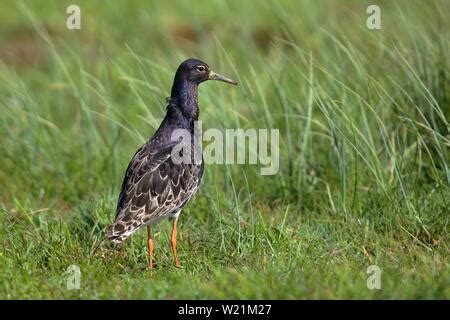 Ruff Philomachus Pugnax Adult Male In Breeding Plumage Standing At Edge