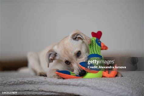 47 Dog Tearing Up Furniture Stock Photos High Res Pictures And Images