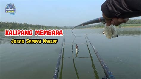 Mancing Nyobok Spot Wko Terbaru Kalipang Membara Babon Jarian