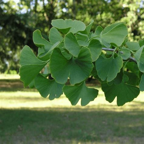 Arbre Aux Cus Ginkgo Biloba Vente Arbre Et Arbuste En Ligne