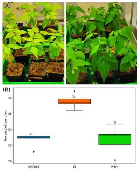 Common Bean Plants Treated With 300 Mm Nacl A Left Panel Were Not