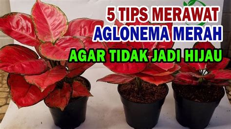 Tips Jitu Merawat Aglaonema Merah Agar Tidak Jadi Hijau Youtube