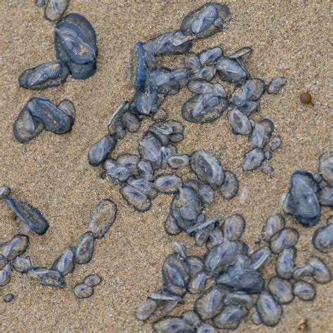 Prof Peter Doherty On Twitter Beached By The Wind Sailor Velella