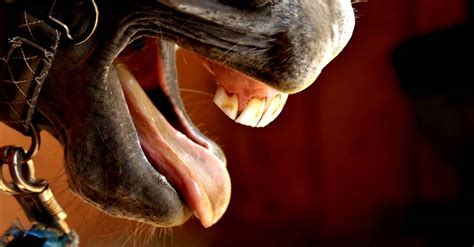Dente De Lobo Cavalo - RETOEDU
