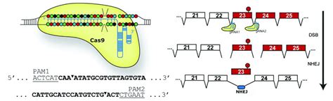 Crisprcas9 Mediated Genome Editing In Vivo Improves Function In Dystrophic Mouse Muscle