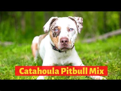 Catahoula Leopard Dog Pitbull Mix | atelier-yuwa.ciao.jp