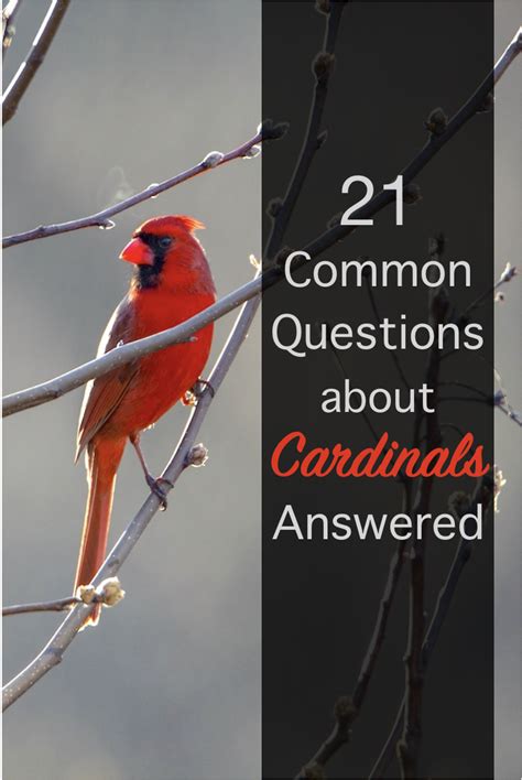 baby cardinal birds facts - Cassy Cantwell