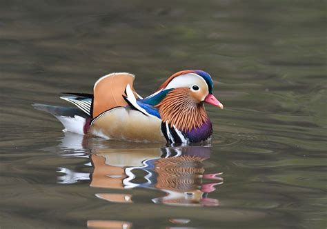 A Mandarin Duck Mysteriously Appears In Central Park To Birders