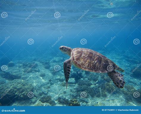 Grön Sköldpadda Som är Undervattens I Det Blåa Havet Älskvärt Havsdjur