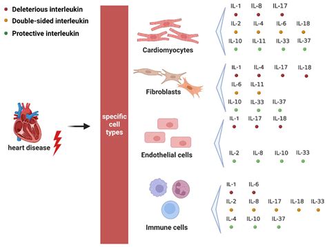 Ijms Free Full Text Pathophysiological Effects Of Various