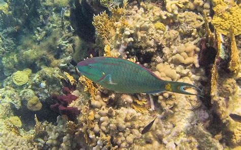 Sparisoma Viride Stoplight Parrotfish Snorkeling Report