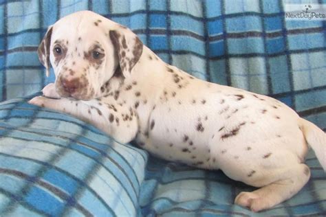 Dalmatian Puppies | [+] CUTE PUPPIES