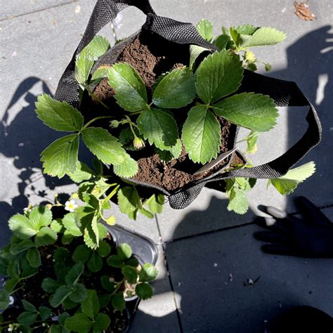 Zelf Aardbeien Kweken Dit Moet Je Weten Planttools