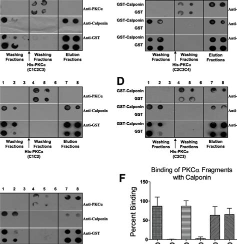 In Vitro Binding Assay Of Gst Calponin Aa 92 229 With Various Truncated Download Scientific