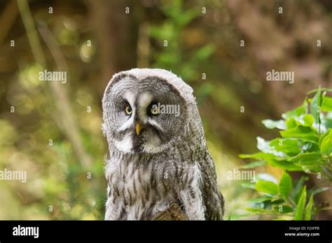 Great Grey Owl Strix Nebulosa Stock Photo Alamy