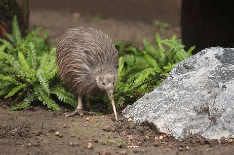 57 Species Of Flightless Birds Nature Blog Network