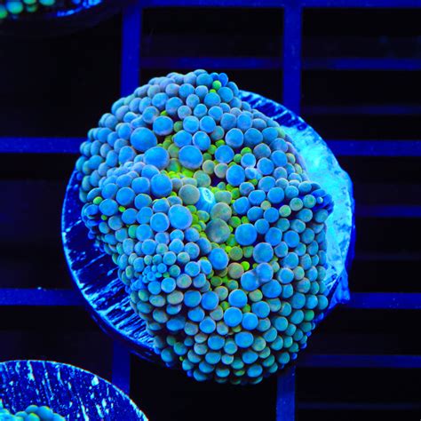 Rainbow Ricordea Coral – Top Shelf Aquatics