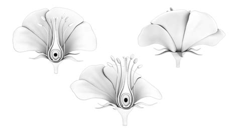 Parts Of A Flower Ovary Stages 3d model