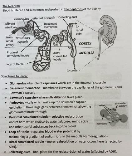 Homeostasis Flashcards Quizlet