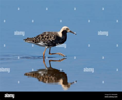 Ruff Walking In Water In Its Habitat Stock Photo Alamy