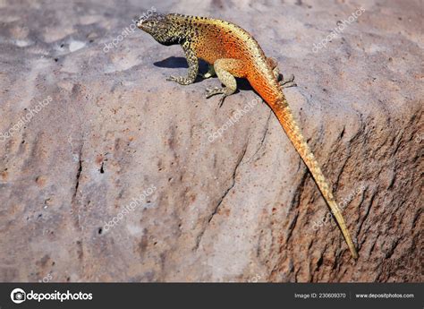 Lagarto Macho Lava Microlophus Delanonis Isla Española Parque Nacional