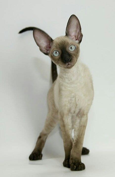 44 Cornish Rex Ideas Cornish Rex Rex Cat Cornish Rex Cat