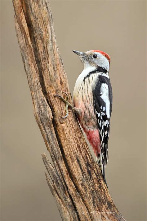 Mittelspecht Naturfotografie G M Dahmen Bilder Fotos