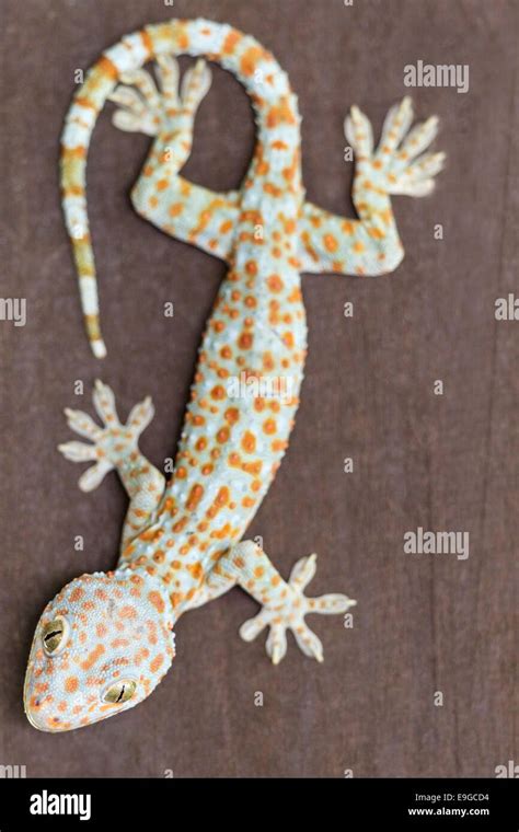 Tokay Gecko Gecko Gecko Adult Banque De Photographies Et Dimages à