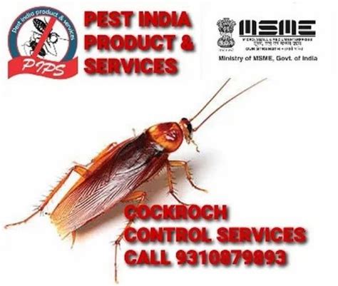 Cockroaches Pest Control Services at Rs 1000 service ककरच पसट