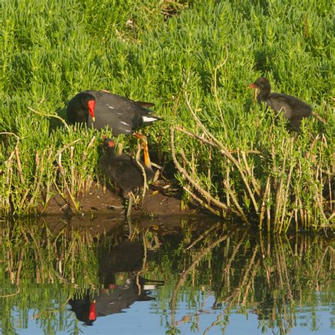 'Alae 'Ula ~ Hawaiian Gallinule (Moorhen) - Kaelepulu Wetland