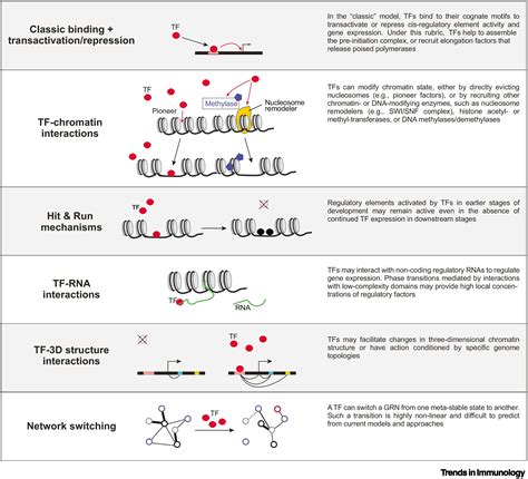 A Variegated Model Of Transcription Factor Function In The Immune