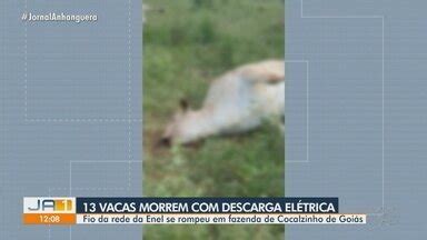 JA 1ª Edição Vacas morrem após descarga elétrica em Cocalzinho de