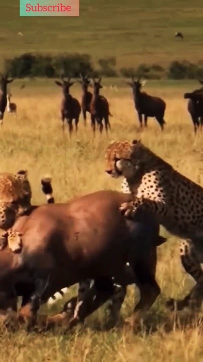 A Few Things About The Cheetah 🐆😱 Cheetah Animals Wildlife Shorts