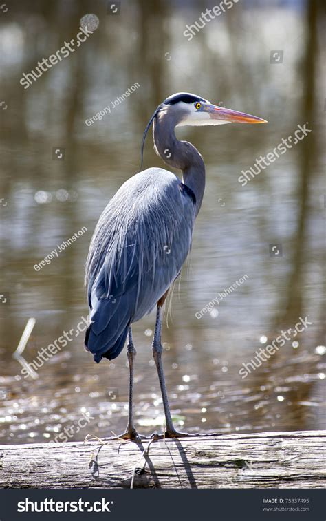 Great Blue Heron Standing On Log Stock Photos And Pictures Images