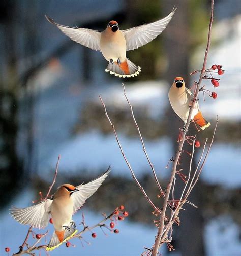 20 Inspirational Pictures of Birds in Flight - Birds and Blooms