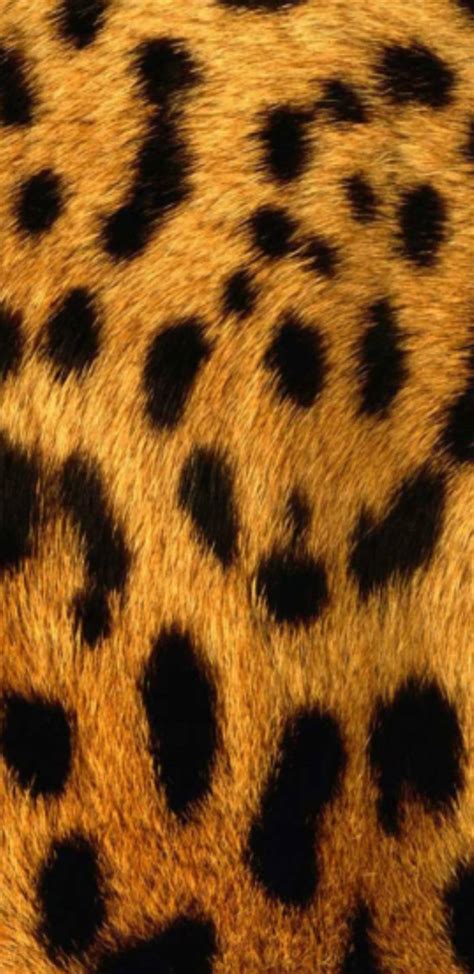 Top 999 Cute Leopard Print Wallpaper Full Hd 4k Free To Use