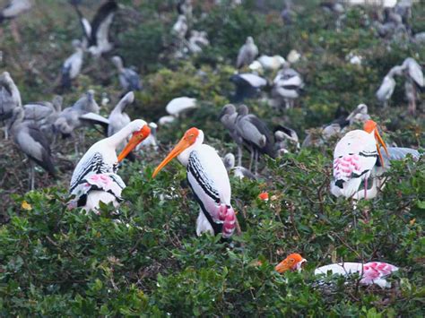 Vedanthangal Bird Sanctuary - Birding in Chennai - Roaming Owls