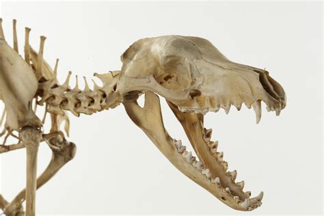 Real or fake? Forest galantes newest thylacine images. : r/ThylacineScience