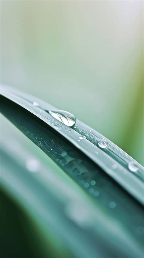 water drop on leaf, close-up water droplet, nature macro photography ...