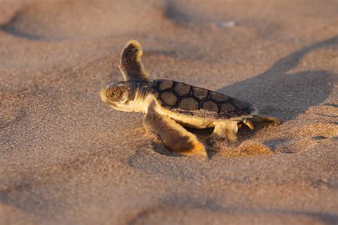 Flatback Turtle Photos Stock Photos, Pictures & Royalty-Free Images - iStock