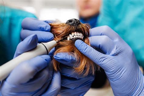 What is Non-Anesthetic Pet Dentistry? - Meridian Veterinary Care