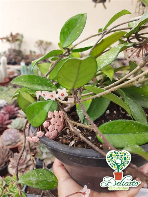 Hoya Carnosa Flor De Cera Florindo Cuia Suculentas Delicato