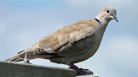 Eurasian Collared Dove Call | Bird Sounds - YouTube