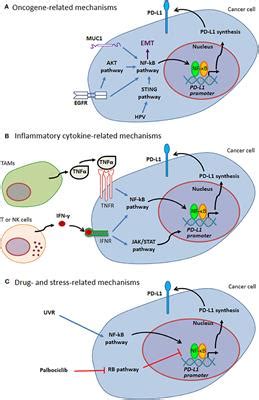 Frontiers Regulation Of Pd L Expression By Nf B In Cancer