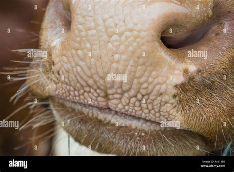 Bulls Nose Close Up Stock Photo Alamy