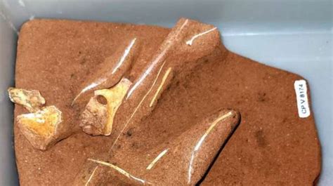 Museu De Paleontologia Do Cariri Recebe F Ssil De Pterossauro Que Foi