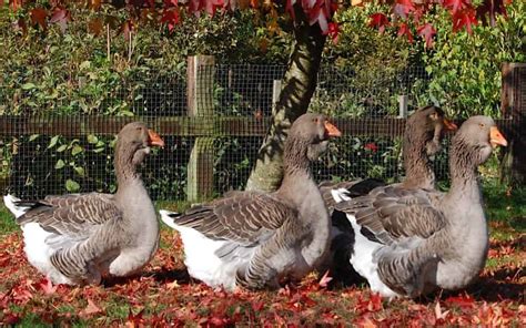 Toulouse Goose British Waterfowl Association