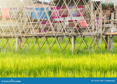 Bamboo Bridge In Rice Paddy Field In Nan Province Thailand Editorial